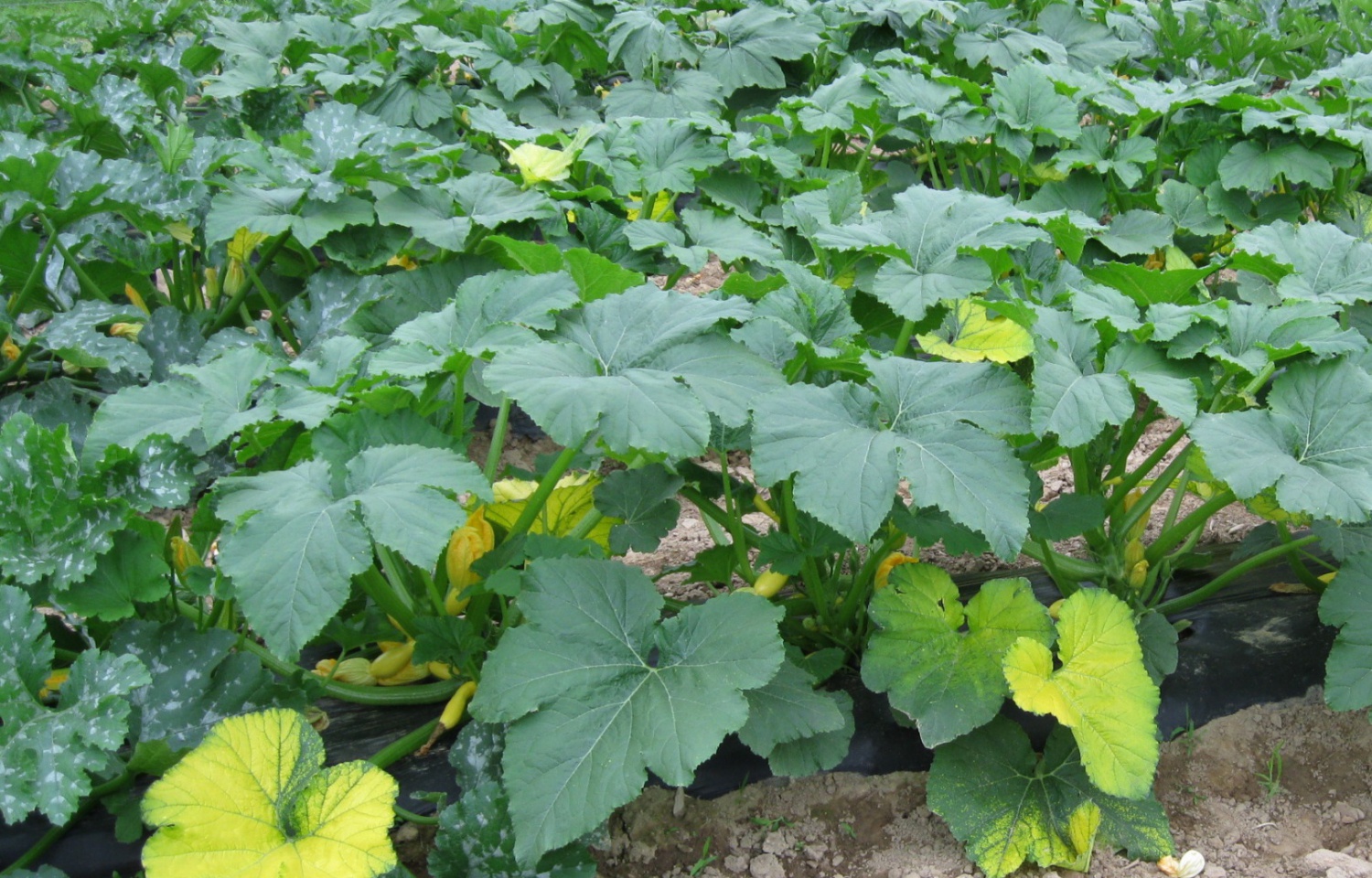 Pumpkin Leaves How To Prepare And Cook Them BeeTeeLife