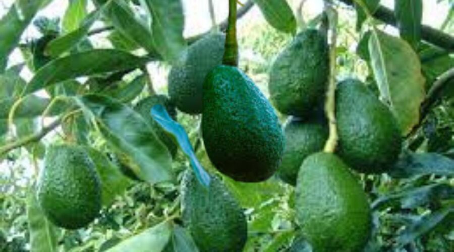 Avocados In Africa